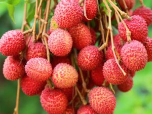 litchi